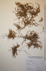 Cherleria marcescens