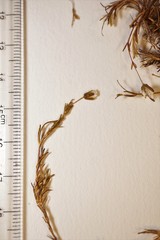 Cherleria marcescens