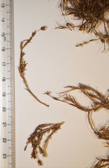 Cherleria marcescens