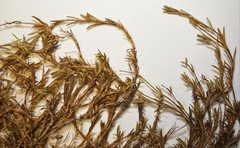 Cherleria marcescens