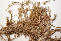 Cherleria marcescens