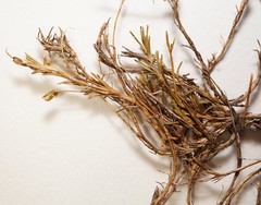 Cherleria marcescens