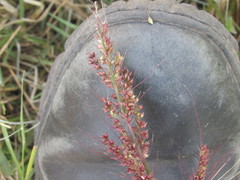 Echinochloa oryzoides