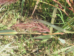 Echinochloa oryzoides