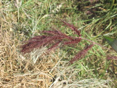 Echinochloa oryzoides