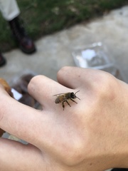 Apis mellifera