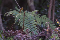 Diplopterygium glaucum