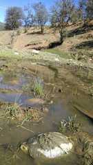 Actinemys marmorata pallida