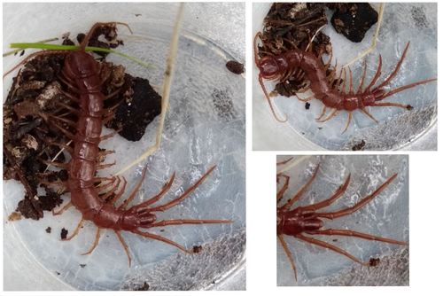 Greater Lithobius