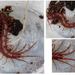 Lithobius pilicornis pilicornis - Photo (c) Vincent P., μερικά δικαιώματα διατηρούνται (CC BY), uploaded by Vincent P.