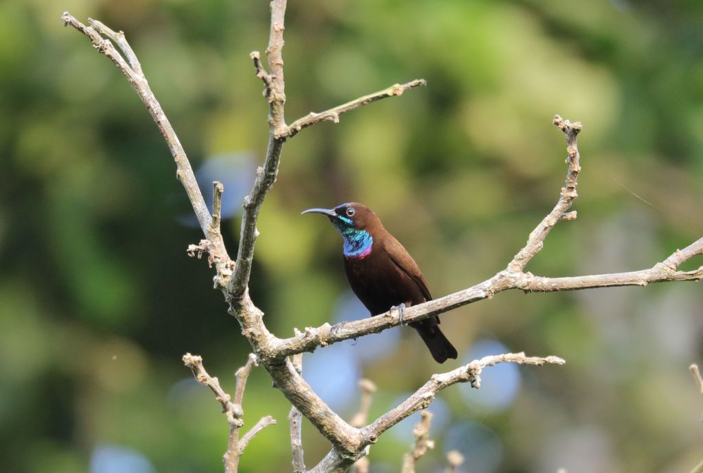 Green-throated Sunbird (Chalcomitra rubescens) photo