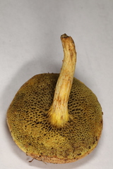 Xerocomus illudens