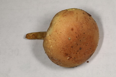 Xerocomus illudens