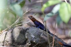 Agama lebretoni