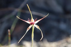 Caladenia heberleana