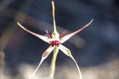 Caladenia heberleana