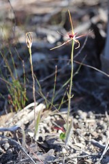 Caladenia heberleana