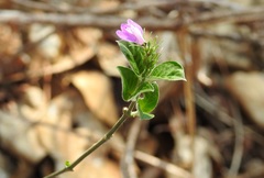 Justicia breviflora