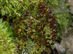 Pterygoneurum ovatum