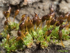 Pterygoneurum ovatum