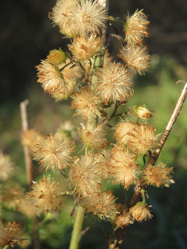 Kanadinė konyza nuotrauka