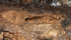 Odontotaenius disjunctus