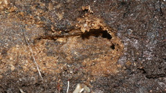 Odontotaenius disjunctus