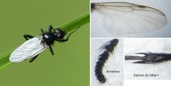Bibio leucopterus