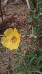 Linum rigidum