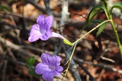 Ruellia breedlovei
