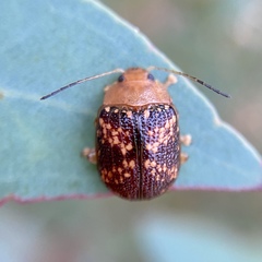 Paropsis aspera