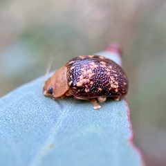 Paropsis aspera