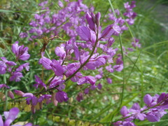 Polygala nicaeensis