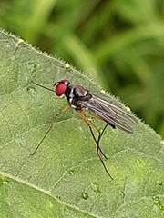 Tanypezidae
