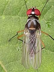 Tanypezidae