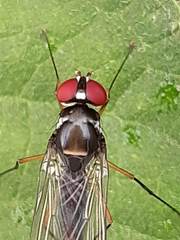 Tanypezidae