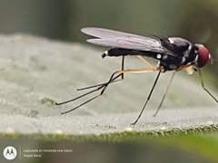 Tanypezidae
