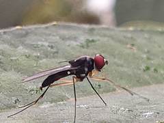 Tanypezidae