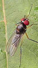 Tanypezidae