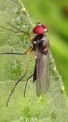 Tanypezidae