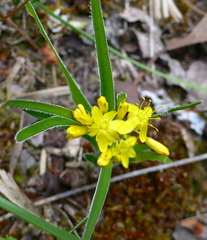Chamaexeros longicaulis