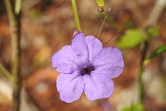 Ruellia breedlovei