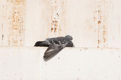 Columba livia domestica