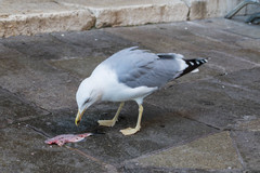Larus michahellis