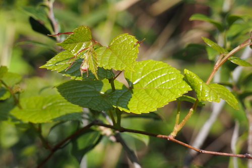 Vitis saccharifera iNat (2)