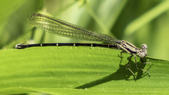 Argia tibialis