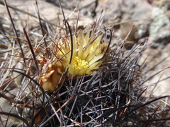 Neowerdermannia chilensis