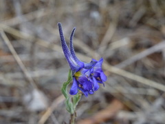 Delphinium halteratum