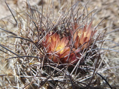 Neowerdermannia chilensis