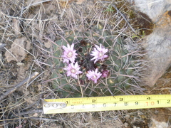 Neowerdermannia chilensis